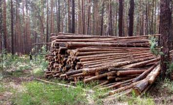 Холдинг «Алтайлес» оштрафовали за многочисленные нарушения при заготовке древесины