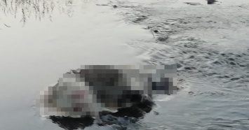 В Краснотурьинске в реке найдены трупы собак с отрубленными лапами и мордами