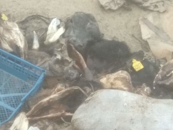Кладбище домашних животных обнаружили в Нижневартовске