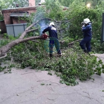 В Ульяновске сильный ветер обрывал провода и валил деревья на машины