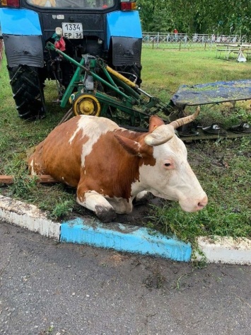 В Корочанском районе спасли провалившуюся в колодец корову
