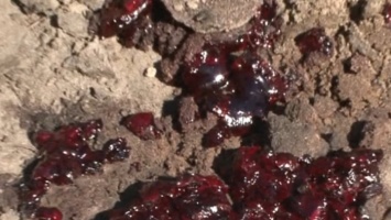 Полиция проверит кровавое месиво на барнаульской «Трассе здоровья»
