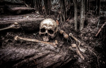 Грибники обнаружили скелет человека в подмосковном лесу