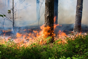 В настоящее время в округе действует 19 лесных пожаров