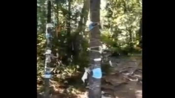 Туристы на Алтае начали привязывать медицинские маски к деревьям