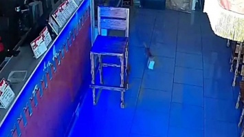 Котенок дважды пытался украсть деньги из кассы бара в Анапе