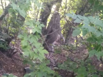 Неизвестные повесили собаку на дереве в Новокузнецке