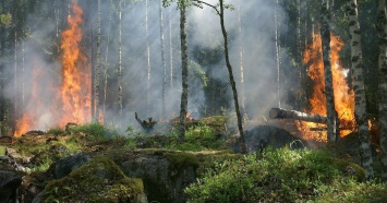 За четыре дня на территории Горноуральском ГО сгорело 42,4 гектара леса