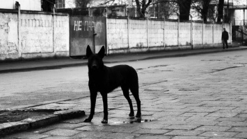 Под Белгородом бездомные собаки оккупировали детский сад