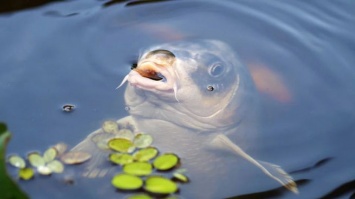 Молодой человек нырнул в аквариум с живой рыбой в рязанском гипермаркете