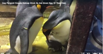 Пингвины-геи украли яйцо у гетеросексуальных соседей в Нидерландском зоопарке