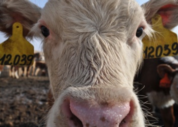 Благодаря гранту амурский фермер вдвое увеличил поголовье коров
