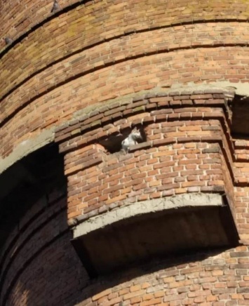 В Прохоровке спасли застрявшую в водонапорной башне кошку