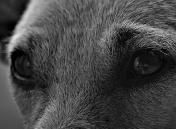 В Симферополе сбившего собаку водителя на год лишили прав