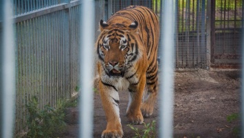 Барнаульцев приглашают на показательное кормление тигров