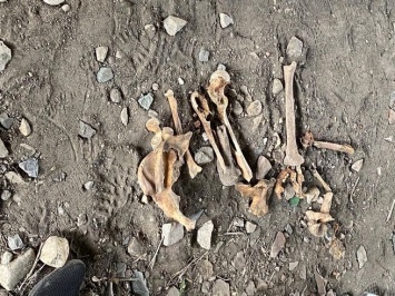 Рабочие нашли человеческие останки под мостом в Саратове