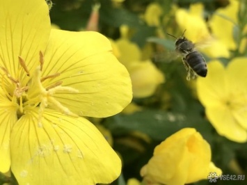 Вирус и рапс: эксперт назвал возможные причины массовой гибели пчел в Кузбассе