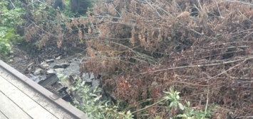 Кузбассовцы пожаловались на заваленную деревьями реку