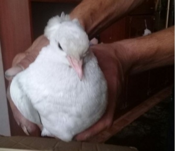 Жительница Кузбасса разыскивает хозяев белого голубя