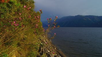Аномалия: второе цветение маральника началось на Алтае в разгар лета