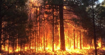 Свердловская прокуратура наказала Куйвашева из-за ситуации с лесными пожарами