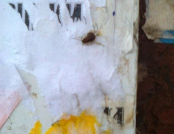 Тараканы и блохи заполонили подъезд кемеровской многоэтажки