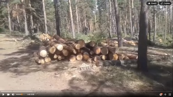 «Деревья могут представлять опасность»: холдинг «Алтайлес» объяснил вызвавшие скандал рубки вблизи Гуселетова