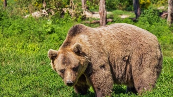 В Алтайском крае засняли перебегающего через трассу медведя