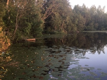 На одном из озер Карелии массово погибла рыба