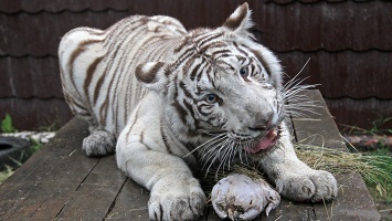 В Барнаульском зоопарке отметили День тигра