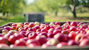 Эксперты объяснили, почему в России подорожали яблоки