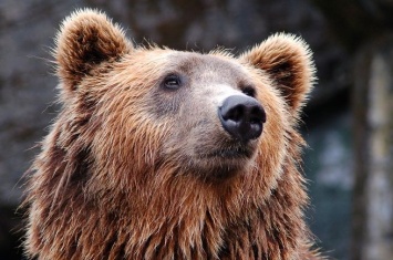 Власти Кузбасса разрешили застрелить напавшего на пасеку медведя