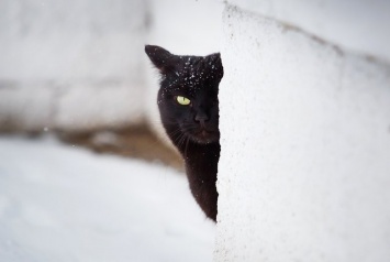 В Белгороде пройдет кошачья фотовыставка