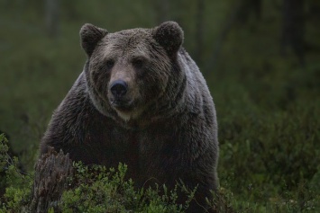 Медведи растерзали 11-летнего мальчика в Сочи
