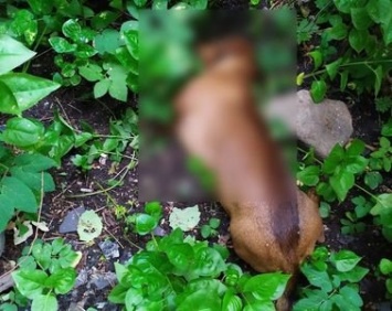 В Петрозаводске собака скончалась после того, как ее выкинули из окна