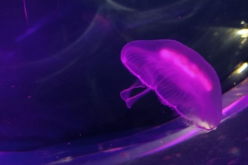 В Музей Мирового океана привезли ушастых медуз (фото)