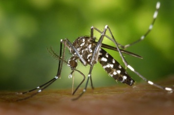 Омичка отсудила более 3 млн рублей за смерть отца от укуса комара