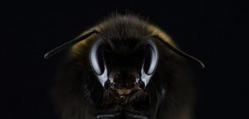 Редкие гигантские пчелы из Азии "переселились" в Россию и США