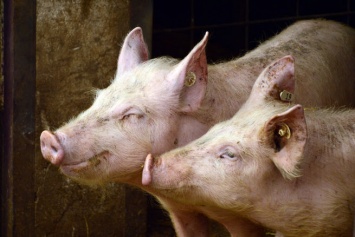 Дегтярев пообещал владельцам чумных свиней деньги из регионального бюджета