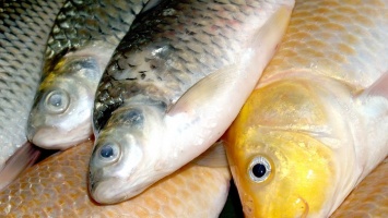 В Алтайский край пытались провести 29 тонн опасной рыбы