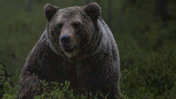 В Алтайском крае заметили медведя у железнодорожных путей