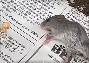 Жители пятиэтажки в Зее жалуются на крыс