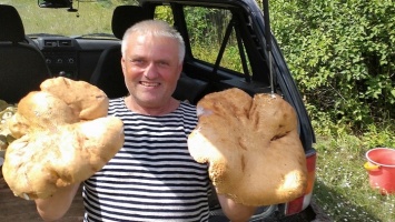 В Алтайском крае снова нашли гигантские грибы