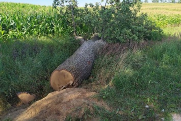 Жители Нестеровского районе рассказали о вырубке дубовой аллеи у Виштынецкого парка