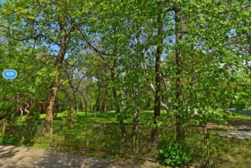 Власти Калининграда разрешили вырубить 67 деревьев на ул.Чайковского