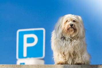 На территории Ялтинского региона функционируют 23 платные муниципальные парковки