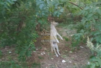 Живодеры второй раз за месяц повесили собаку в Кузбассе