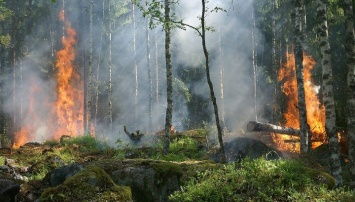 Алтайская семья боролась с лесным пожаром на горящем тракторе