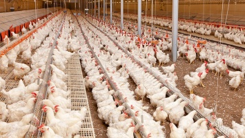 Из-за пандемии россияне могут отказаться от дорогого мяса в пользу курятины