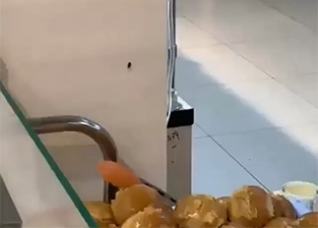 Рядом с чесночными пампушками в супермаркете Благовещенска разгуливал таракан